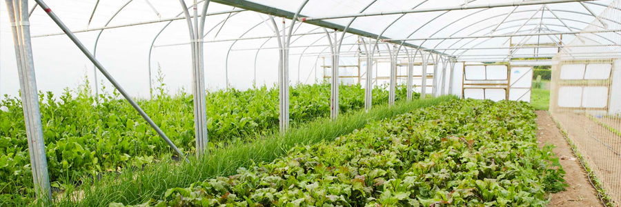 st-anthonys-trust-polytunnel-1