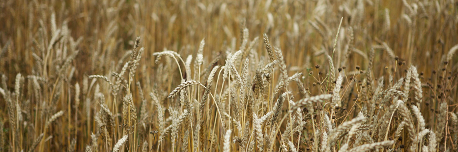 st-anthonys-wheat