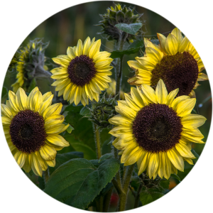 sunflowers